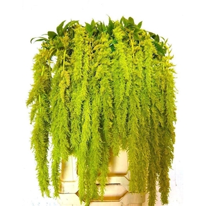 Amaranthus green spider