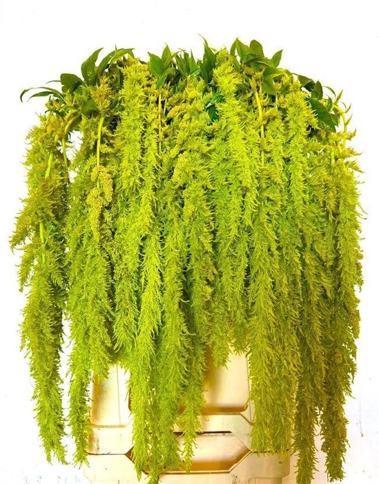 <h4>Amaranthus green spider</h4>