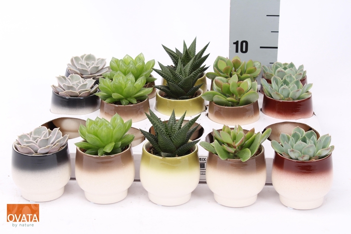 <h4>SUCC GEM 5 SRT</h4>