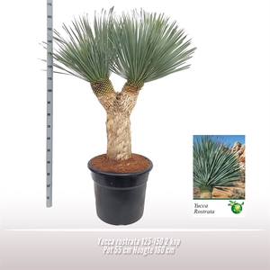 Yucca rostrata 2 kop