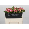 Paeonia Early Flamingo