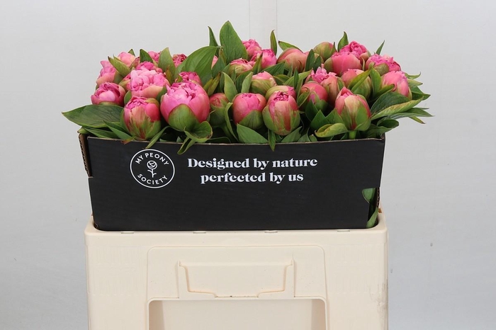 Paeonia Early Flamingo