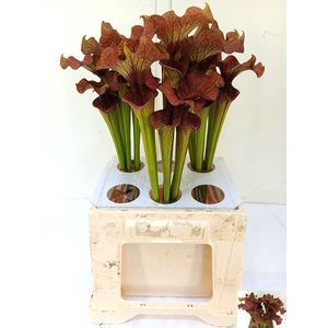 SARRACENIA OV