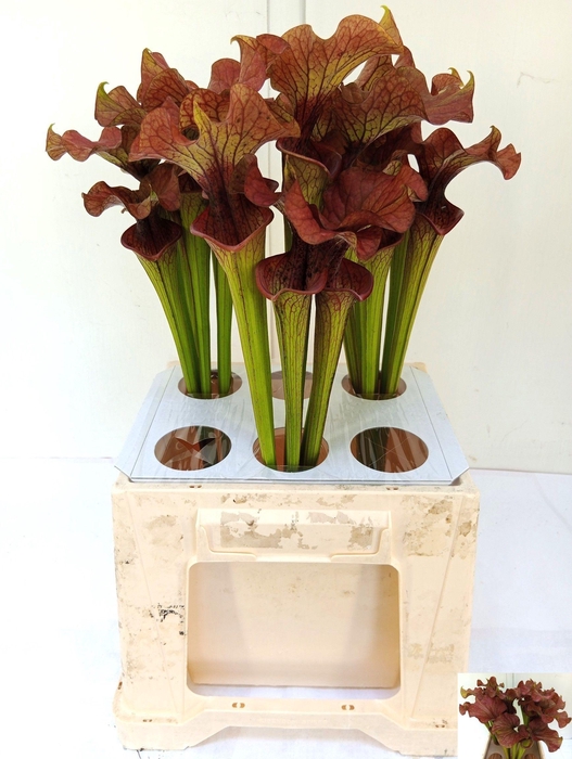 <h4>SARRACENIA OV</h4>