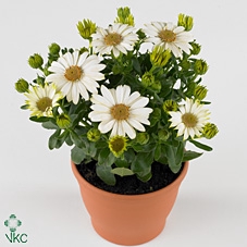 Osteospermum  'FlowPow Ivory'