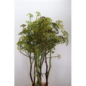 Ferule Seed 175cm P Stem
