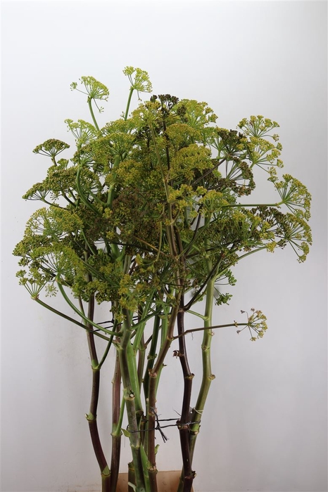<h4>Ferule Seed 175cm P Stem</h4>