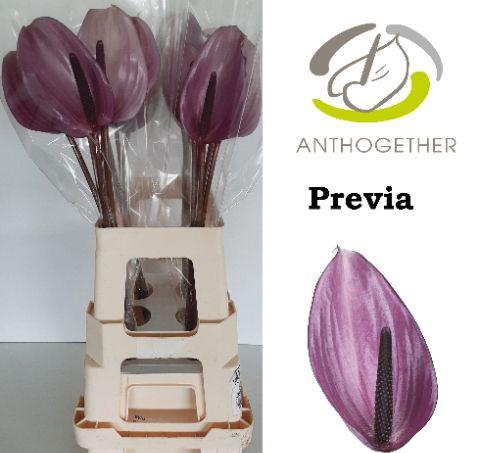 <h4>ANTH A PREVIA xxl.</h4>