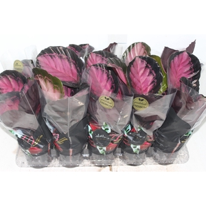 CALATHEA ROSEA PICTA CRIMSON P12