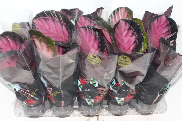 <h4>CALATHEA ROSEA PICTA CRIMSON P12</h4>