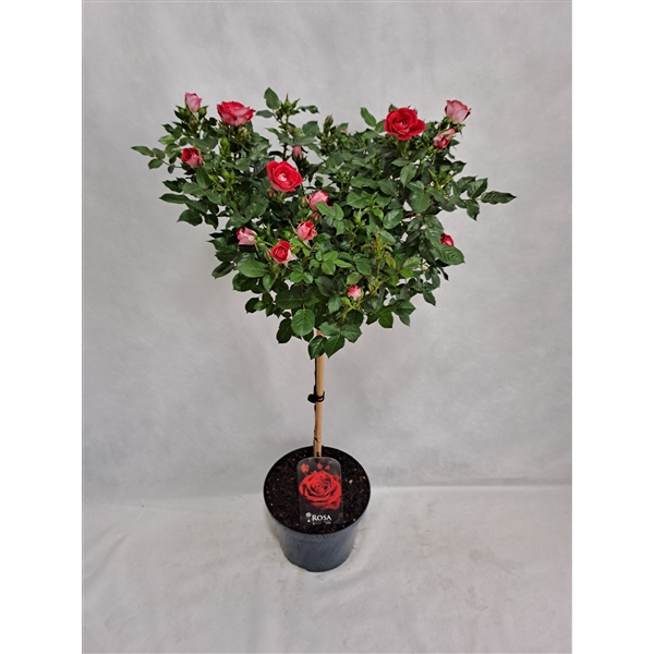 <h4>Roos op stam grootbloemig P23 55cm roze</h4>