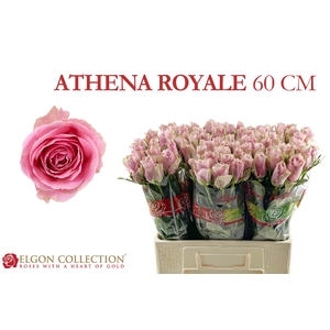 R GR ATHENA ROYALE