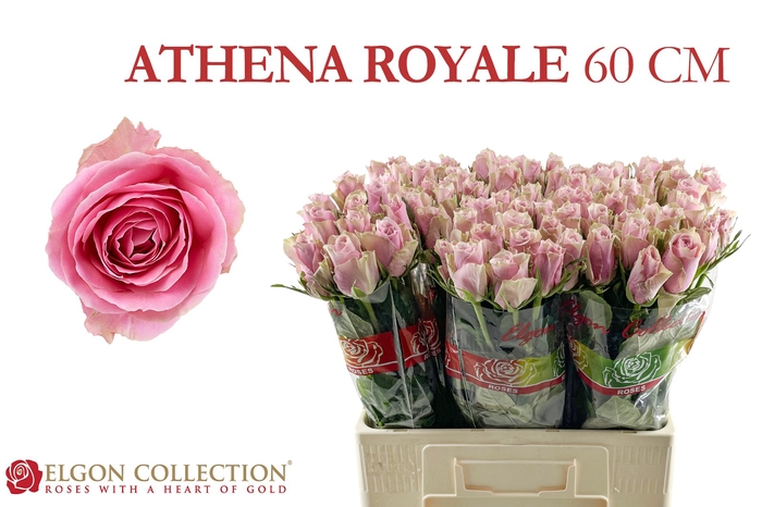 R Gr Athena Royale