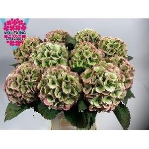 HYDR M CH LOLLYPP CL