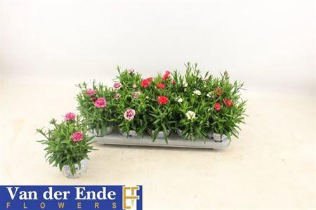 <h4>Dianthus Oscar gemengd</h4>