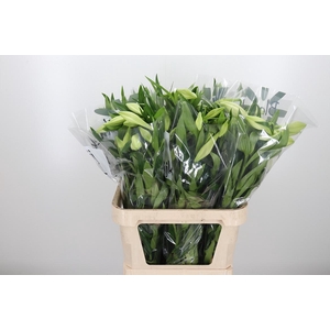 Lilium Lf White Heaven