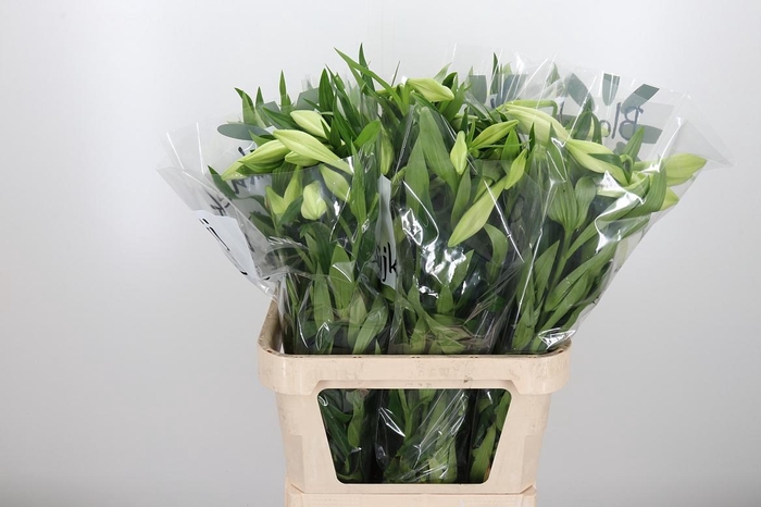 <h4>Lilium Lf White Heaven</h4>