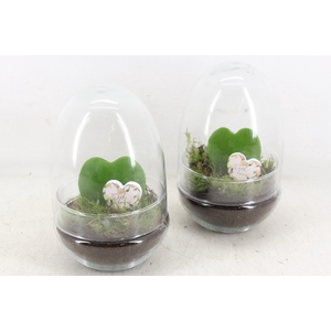 arr3 WR - Terrarium Oeuf small Hoya
