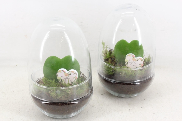 <h4>arr3 WR - Terrarium Oeuf small Hoya</h4>