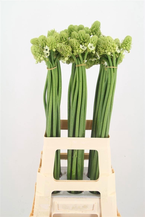 <h4>Ornit Saundersiae Import Sawa</h4>