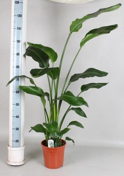 <h4>STRELITZIA NICOLAI</h4>