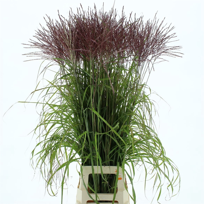 <h4>Miscanthus Nippon Red</h4>