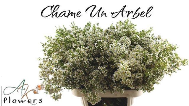 <h4>CHAME UN ARBEL</h4>