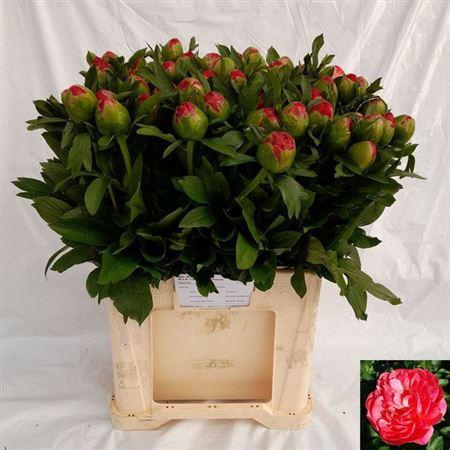 <h4>Paeo Coral Sunset</h4>