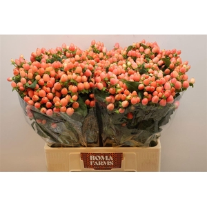 HYPER MAGICAL ROYAL PRINCESS