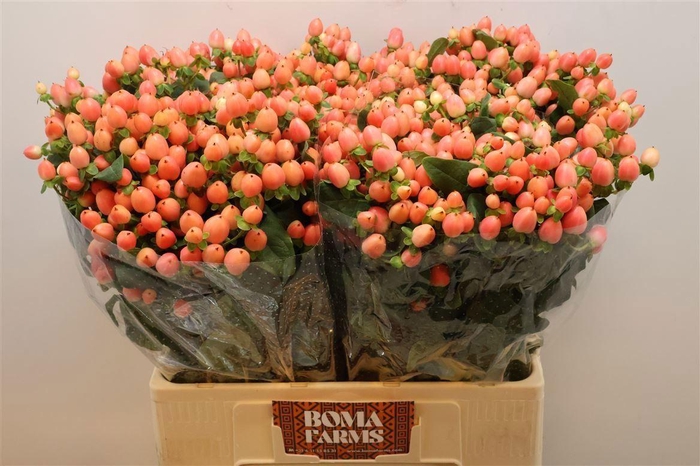 <h4>HYPER MAGICAL ROYAL PRINCESS</h4>