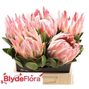 PROTEA CYNAROIDES