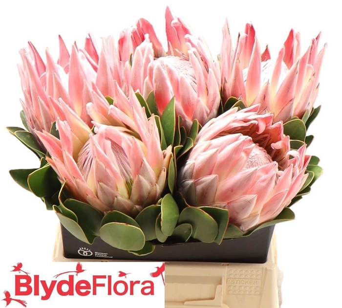 <h4>PROTEA CYNAROIDES</h4>
