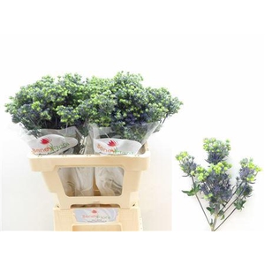 Eryngium Purple Star