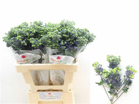 <h4>Eryngium Purple Star</h4>