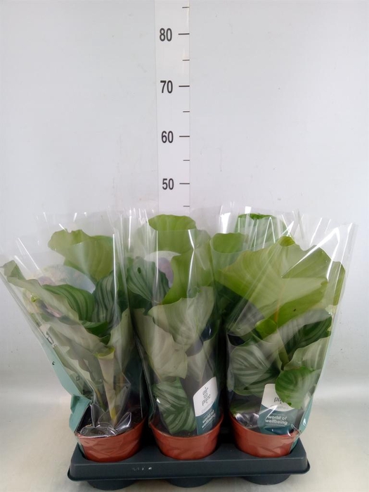 <h4>Calathea orbifolia</h4>