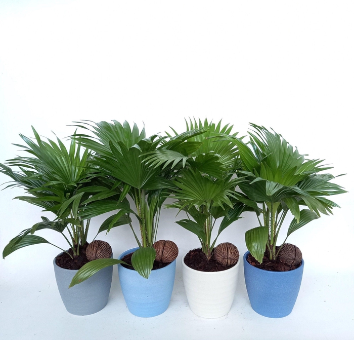 <h4>Livistona 460 mix Madrid</h4>