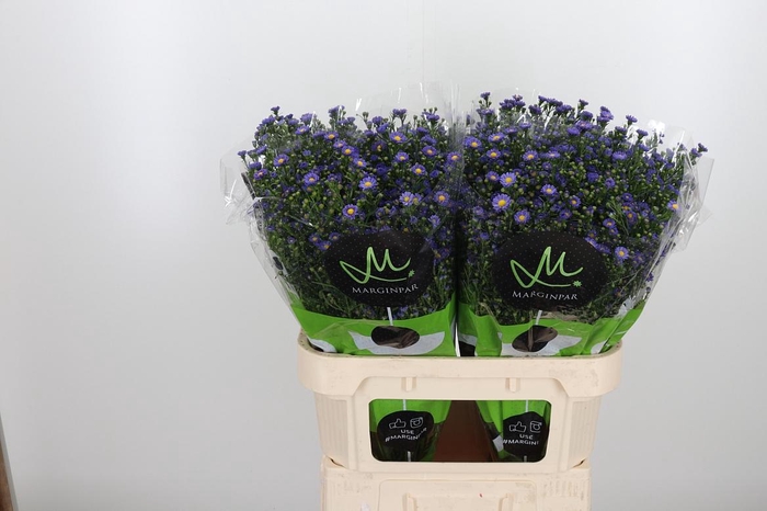 <h4>Ast Teeny Tiny Blue</h4>