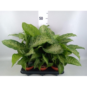 Dieffenbachia  'Memoria Corsii'