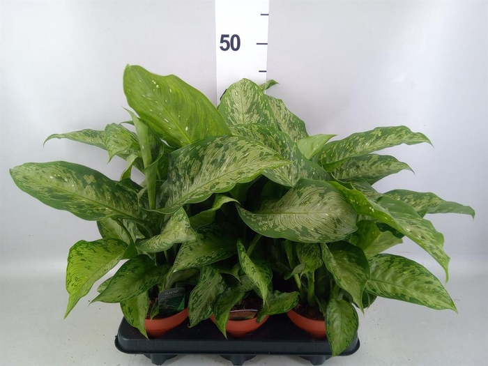 Dieffenbachia  'Memoria Corsii'