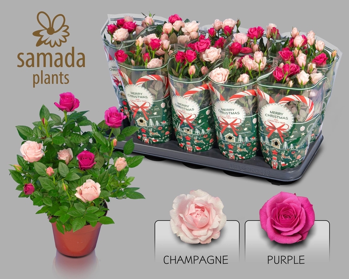 <h4>RO CLASSIC STAR</h4>