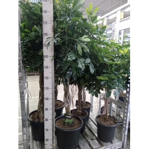 Schefflera arbor. 'Compacta'