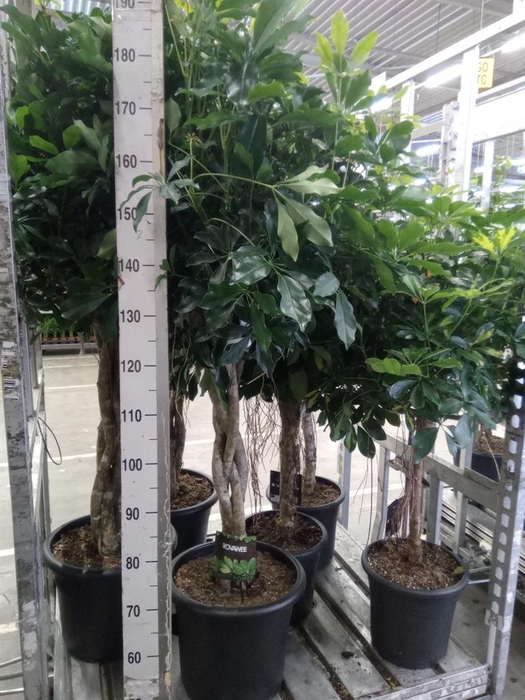 <h4>Schefflera arbor. 'Compacta'</h4>