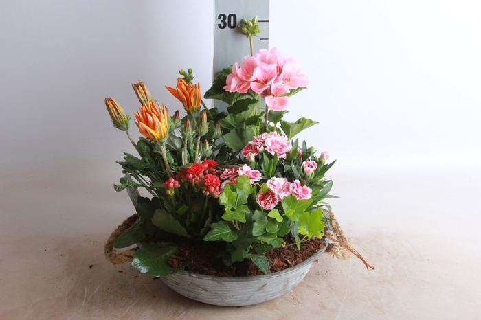 <h4>ARR TUINPLANTEN</h4>