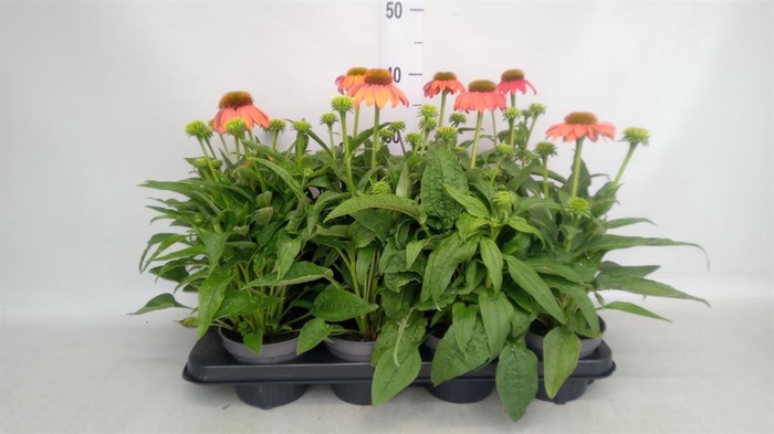 <h4>Echinacea purp.</h4>