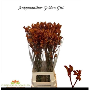 ANIGOZ GOLDEN GIRL