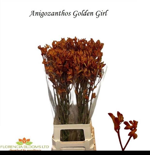 <h4>ANIGOZ GOLDEN GIRL</h4>