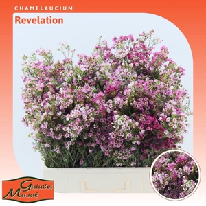 Chamelaucium Revelation