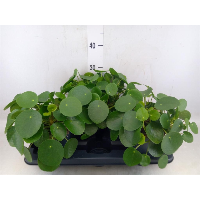 <h4>Pilea peperomioides</h4>