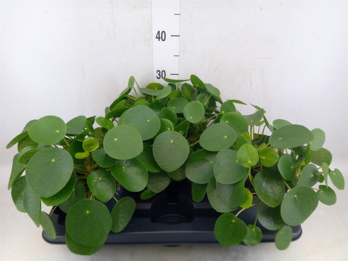 Pilea peperomioides