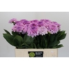 Dahlia Sweet Suprise